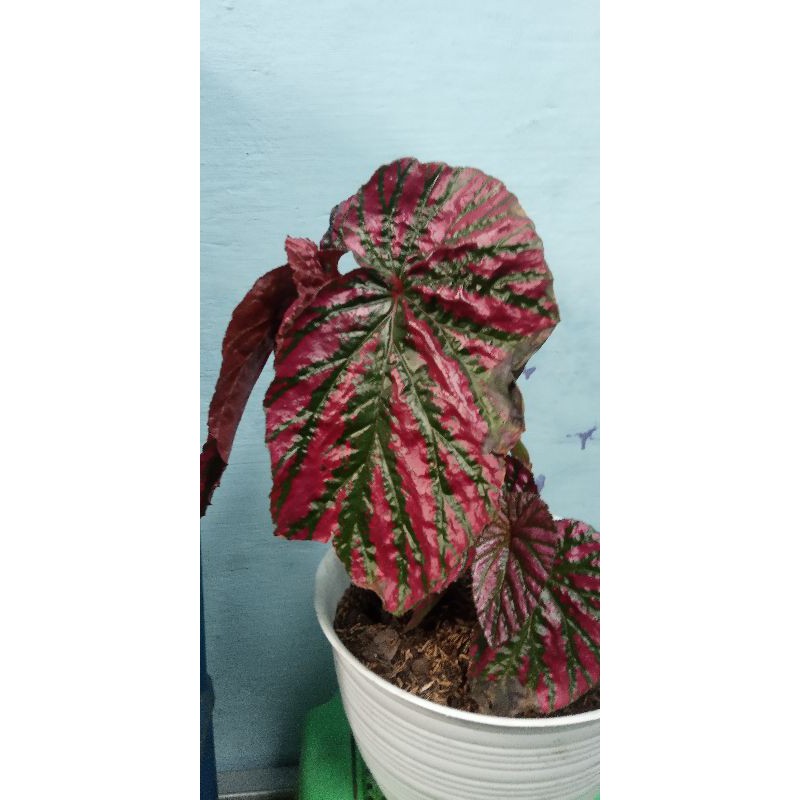 Induk Begonia Rex walet