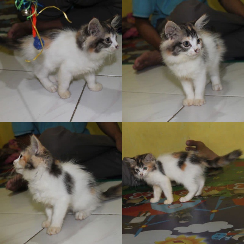 KUCING PERSIA CALICO 3 WARNA MURAH  Shopee Indonesia