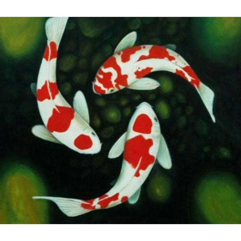 ikan hias koi blitar kohaku sanke tanco