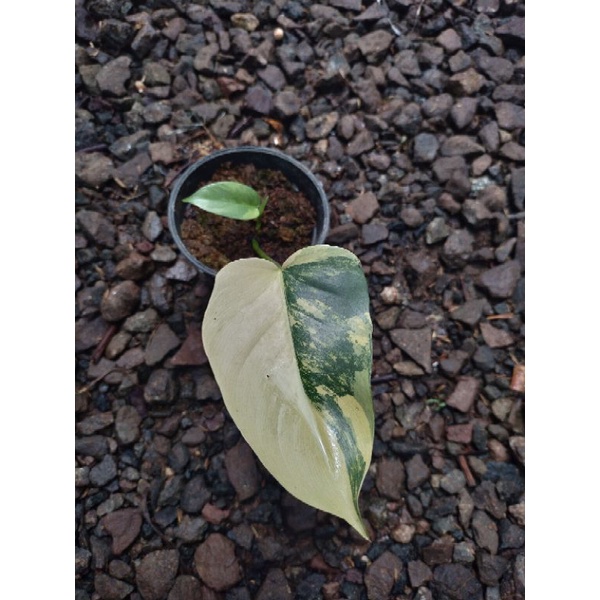 philodendron violin varigata