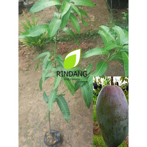 A+ Bibit Buah Mangga Kiojay Thailand I Mangga Kio Jay Thailand