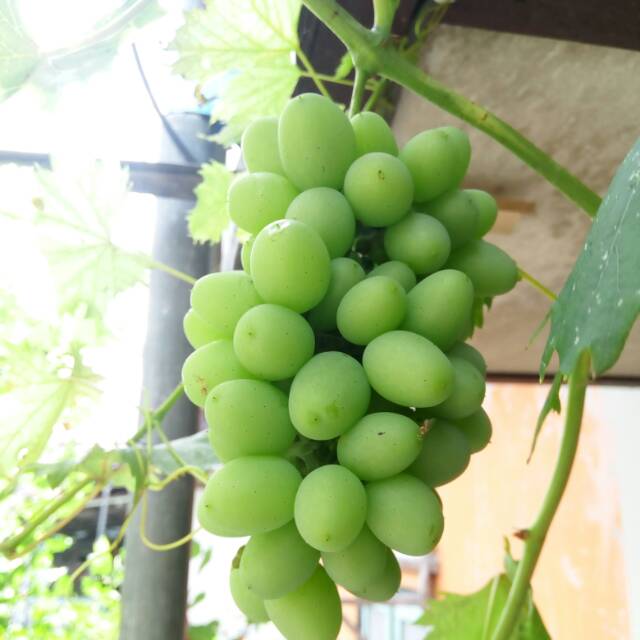 loviegrapes