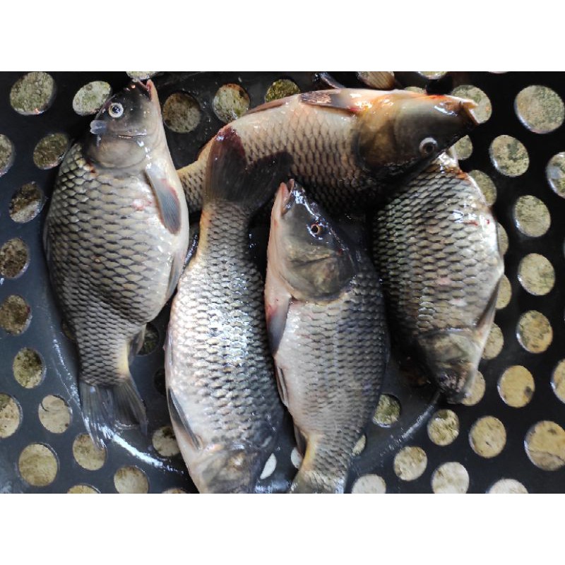 

Ikan mas segar 1/2 kg