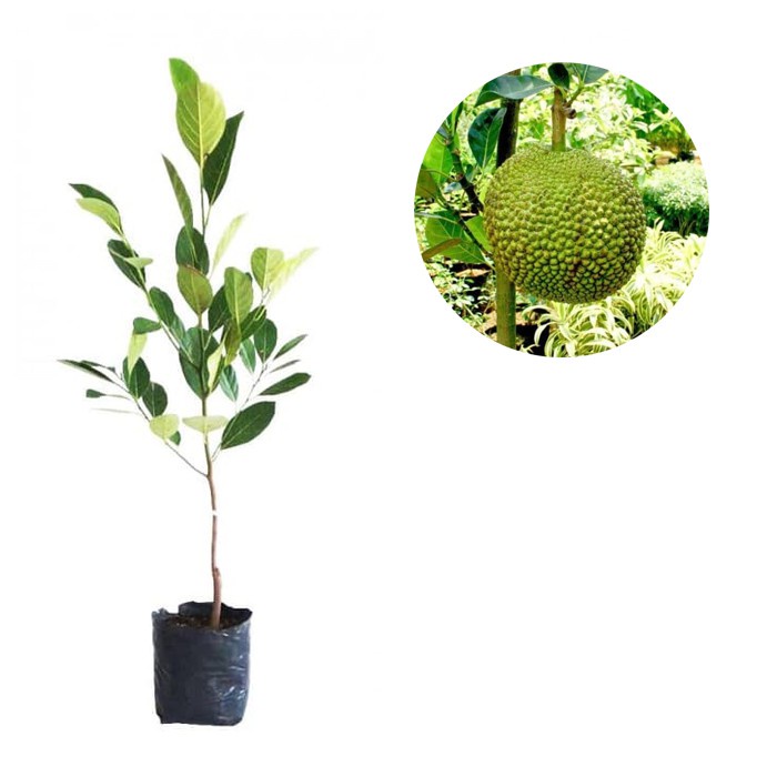 Obral Bibit Tanaman Buah Nangka Mini