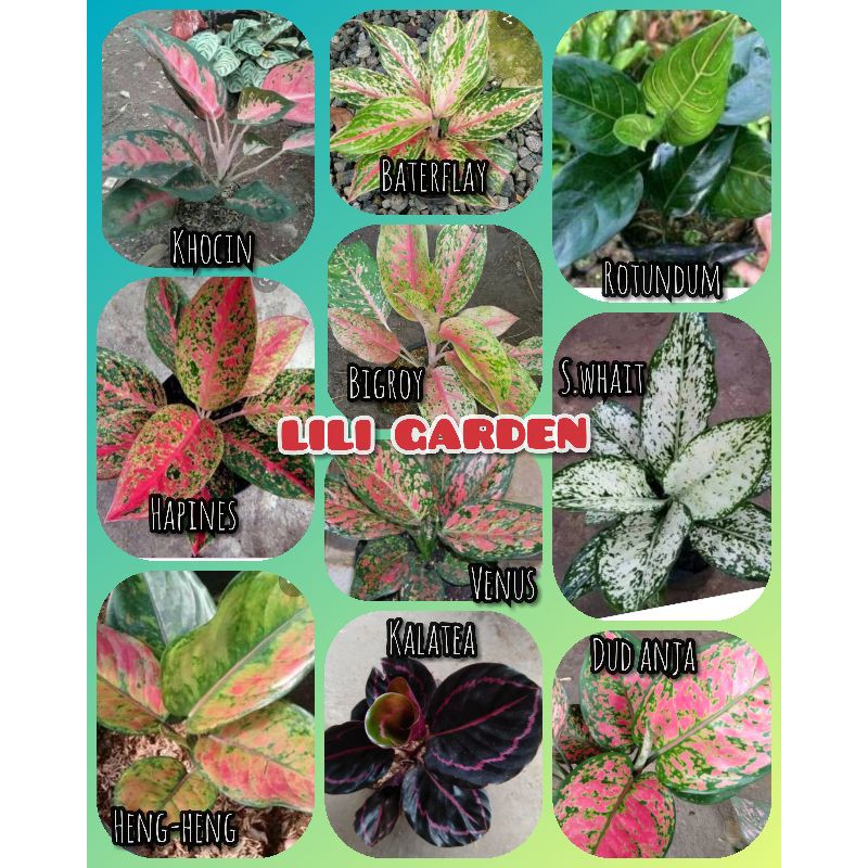 10 jenis Bunga Aglonema cantik paket aglonema murah dan terlaris