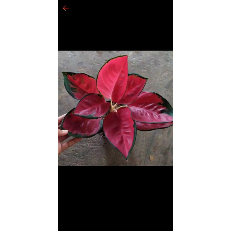 bunga aglonema suksom jaipong super red