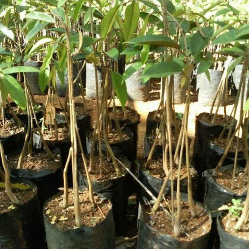 bibit durian musangking kaki 3