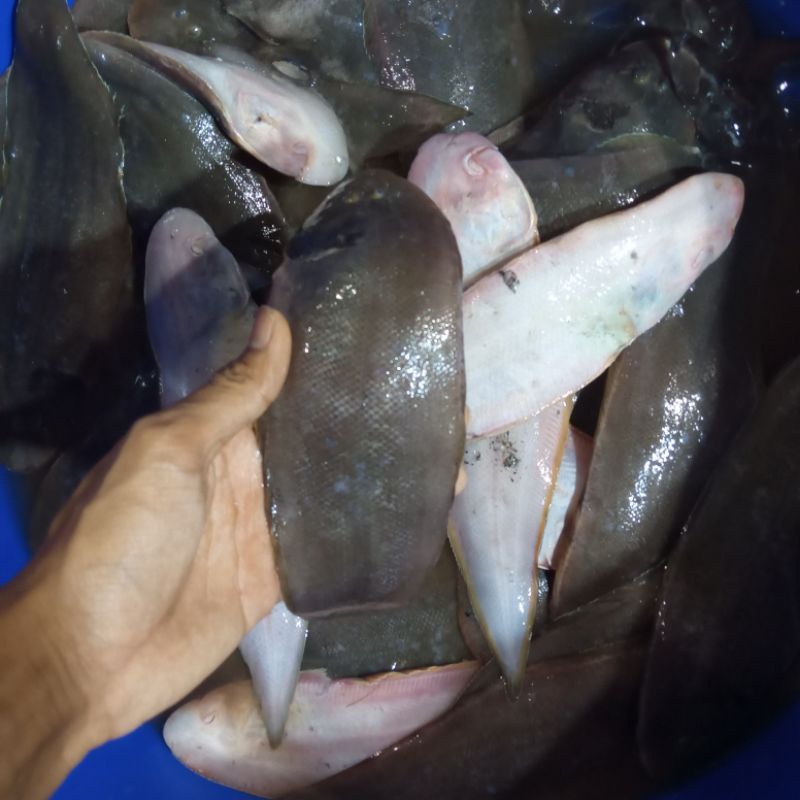 

Ikan Lidah Fresh 1kg