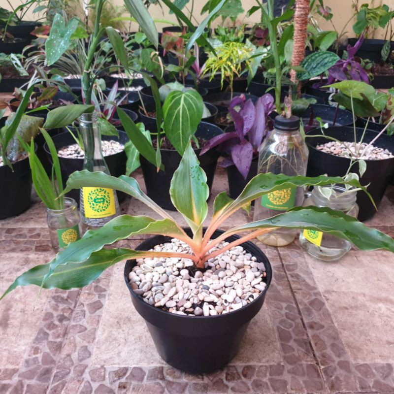 Paket Pot 24 Lebah+Bunga Syngonium Aglonema Hijau Merah Chlorophytum