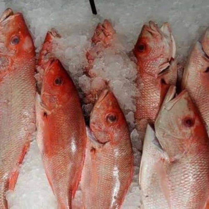 

ikan kakap merah(beku/frozen)