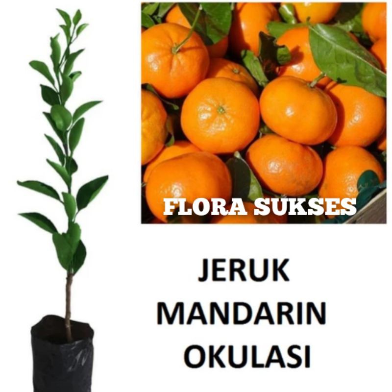 Bibit Tanaman Jeruk Mandarin Okulasi Bibit Jeruk Mandarin