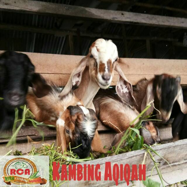 

Paket Catering Aqiqah