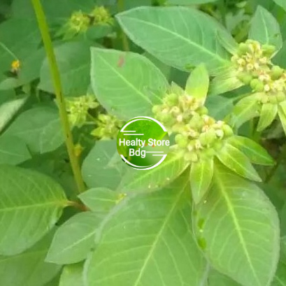 

Daun kate mas Atau Patik mas segar paket 500 gram