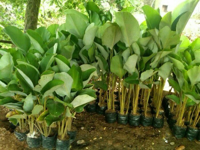 Pisang calatea / pohon pisang calatea