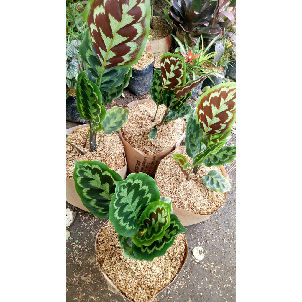 Galeri 7 Tanaman Hias Calathea Terkece