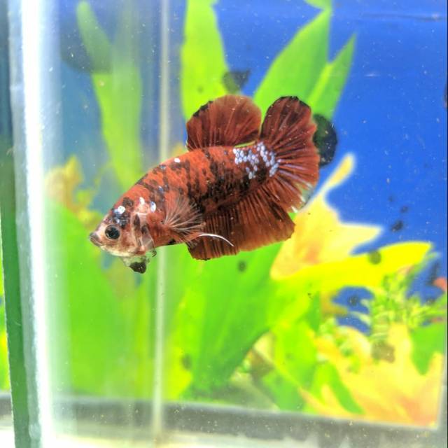 Ikan cupang koi galaxy