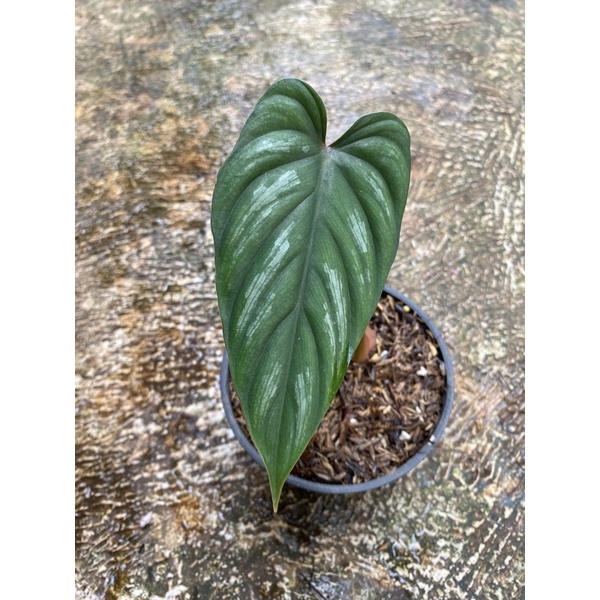 philodendron plowmanii black face