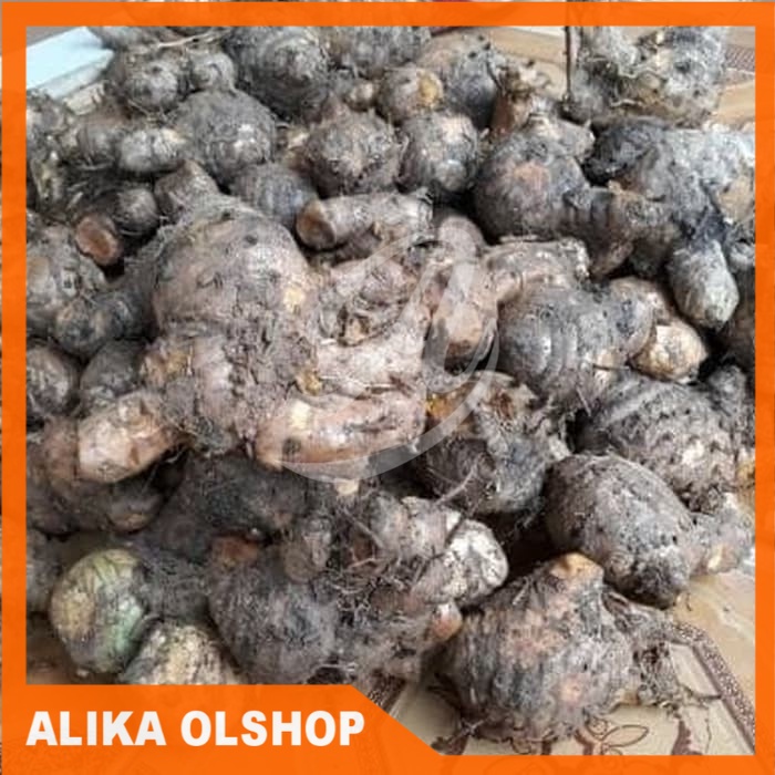 

Terlaris bibit temulawak/koneng gede/kunyit