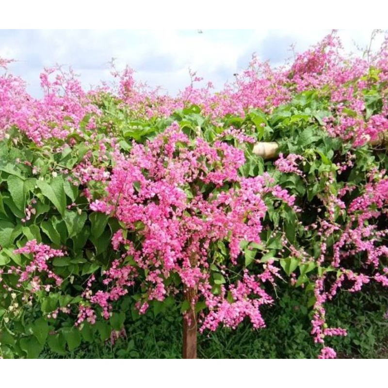 bibit biji bunga air mata pengantin (AMP) bibit bunga hias dan bibit bunga untuk ternak