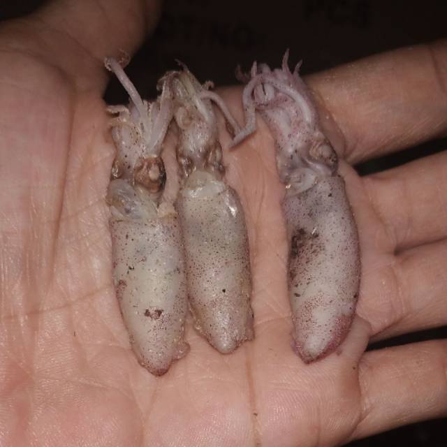 

balita cumi size 4-7cm /500gr