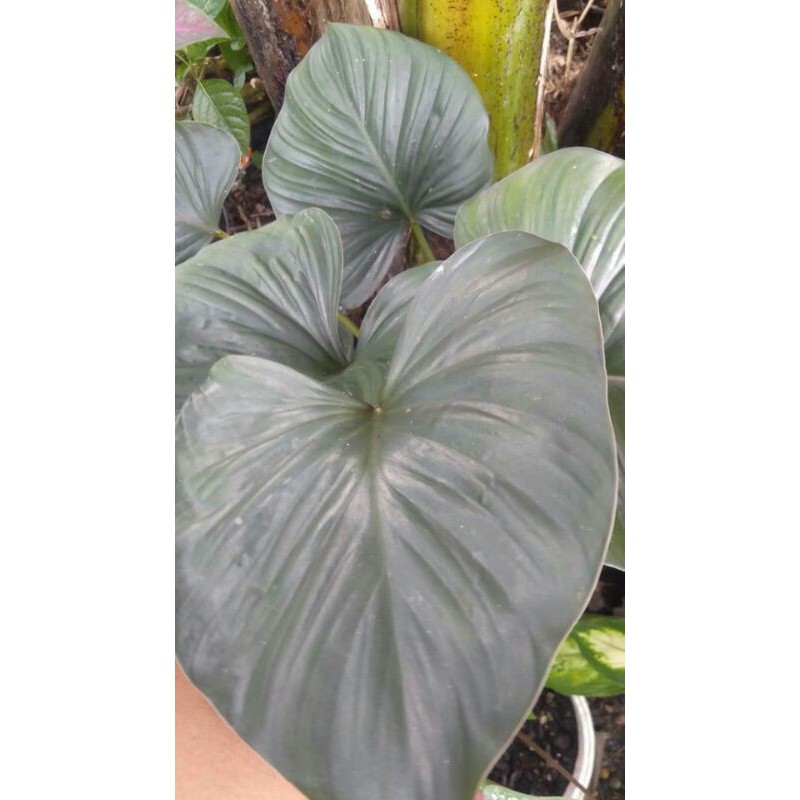 Homalomena Black Beuty/Hitam