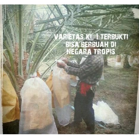unggul kurma tropis bibit benih varietas unggul hibrida kolak one kl1 best