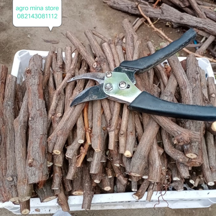 

cutting fress anggur isabella.