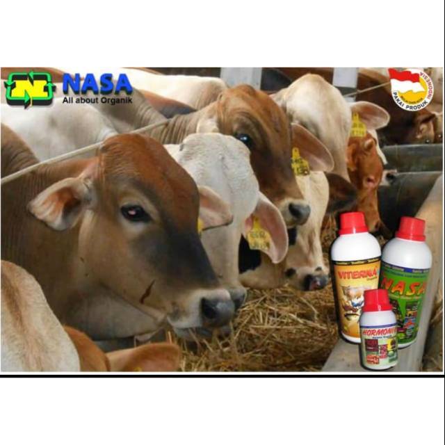 Paket Peternakan Nutrisi Penggemukan Sapi - Solusi Sapi Sehat Cepat Besar - Agen Nasa Medan