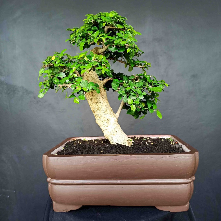 Bonsai Tanaman Hias