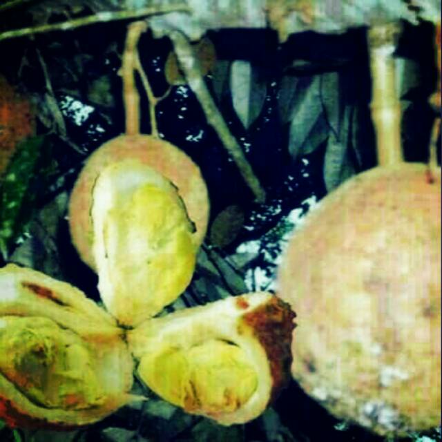 bibit buah durian gundul