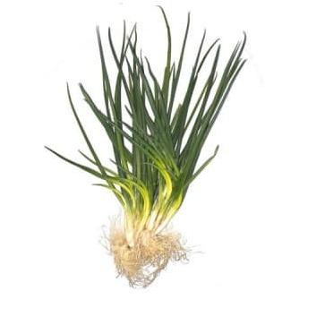 

℗ daun bawang fresh 1/2kg ➥