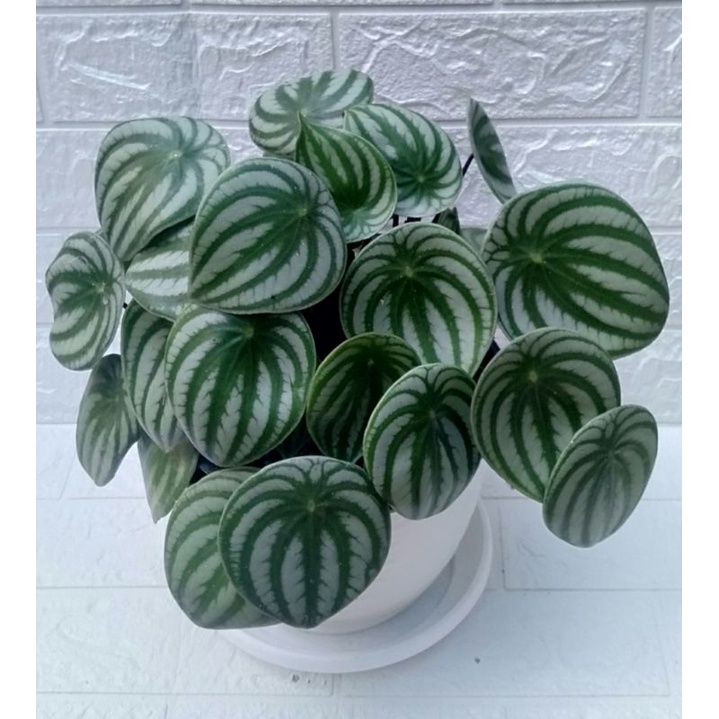 Tanaman hias daun peperomia watermelon semangka variasi daun jumbo dan tidak jumbo