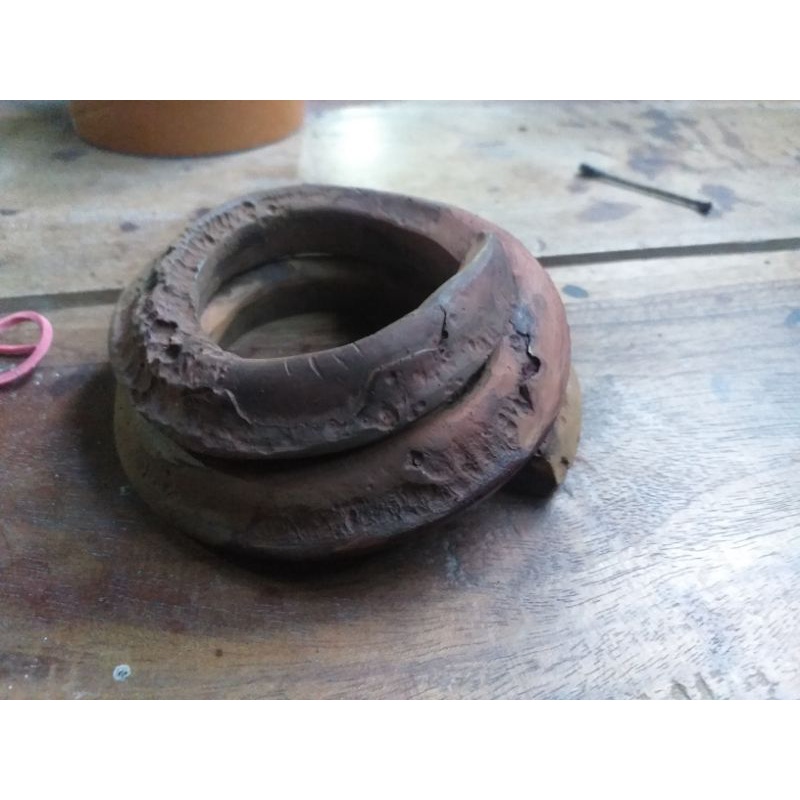 taring babi melingkar 3