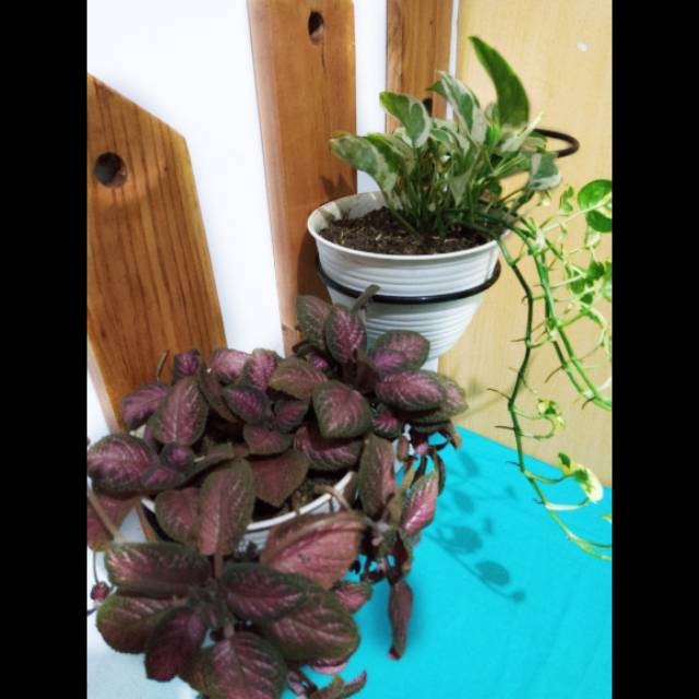 Rak tempel pot bunga rak dinding pot bunga rak tempel pot bunga tanaman gantung minimalis wall