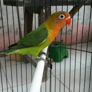 Burung Lovebird Lb Josan Hijau Standart Lolohan Ternakan Shopee