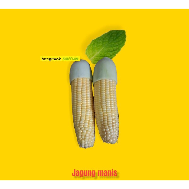 

JAGUNG MANIS SEGAR 1KG