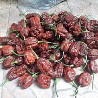 Benih Bibit Biji - Cabai Podzilla Chocolate Cokelat Pepper Seeds