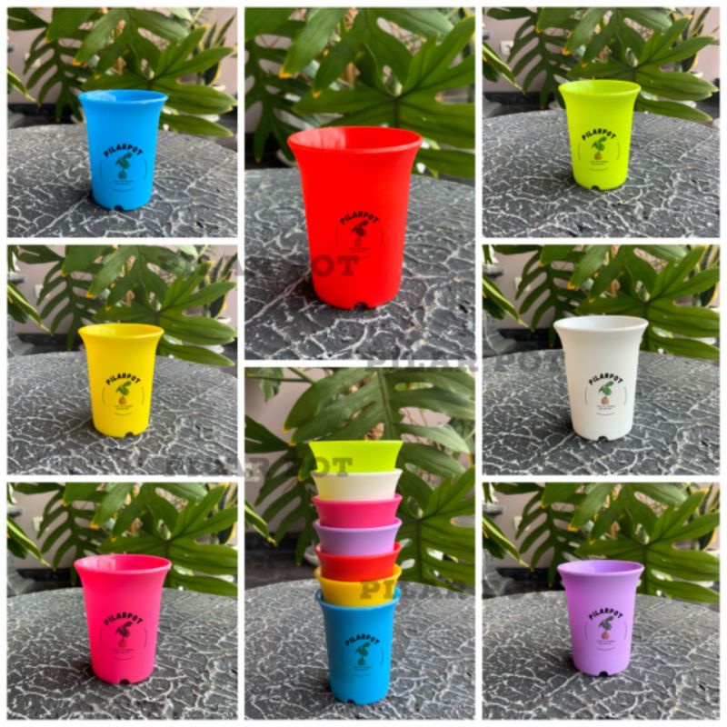 pot bunga tanaman mini nkt sanse 05 warna warni 5cm - NKT MINI SANSE 5
