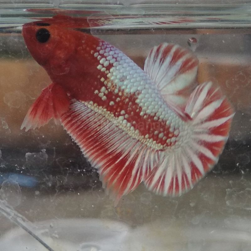 FCCP Orange Head