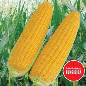 25 Benih Biji Jagung Manis BONANZA F1