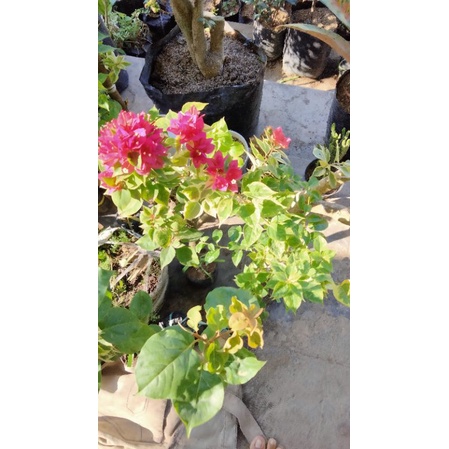 tanaman  bunga bogenvil merah fanta  Singapur / mikro Varigata baugenville SGP merah fanta