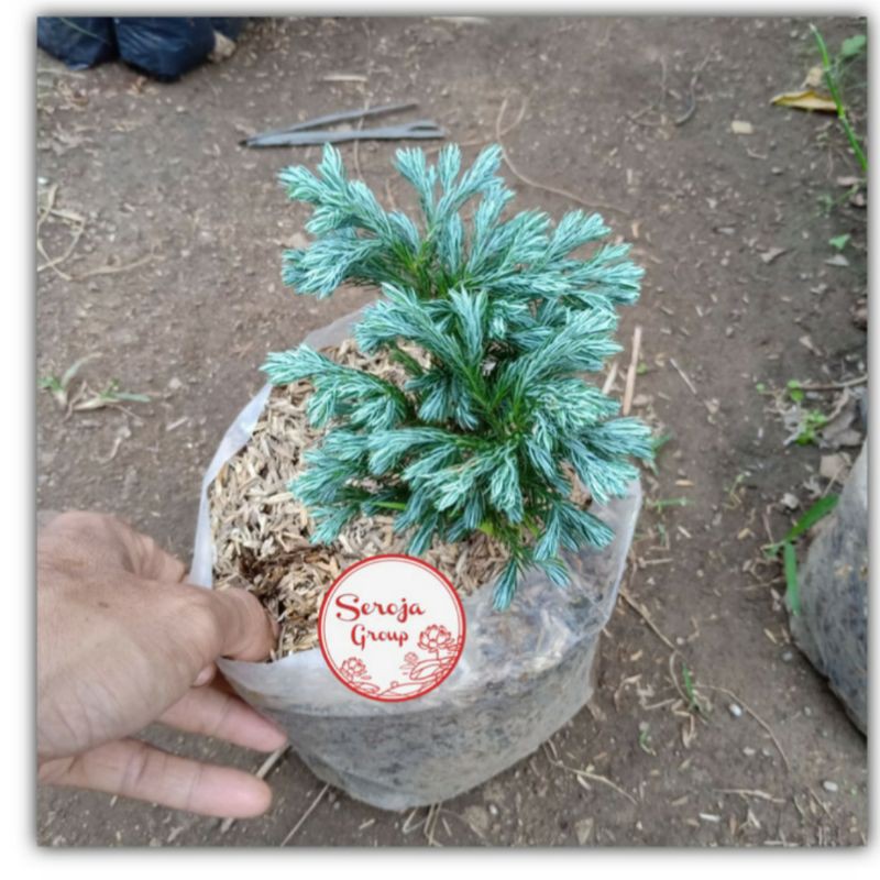 Tanaman Hias Cemara Silver / Cemara Kinoki Perak / Bahan Bonsai Cemara