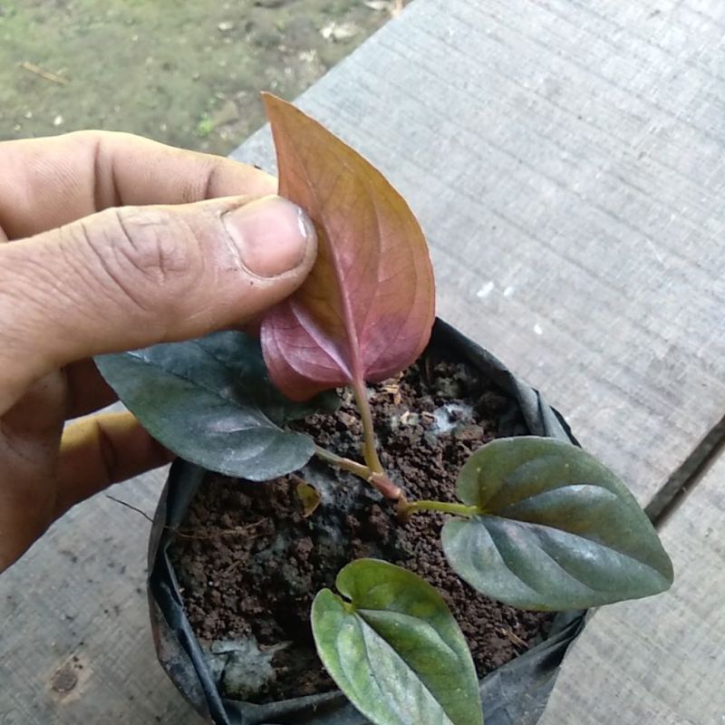 syngonium red araw