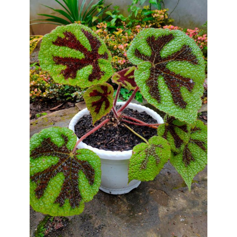 Tanaman Hias Tanaman Hias Begonia Iron Cross Jumbo