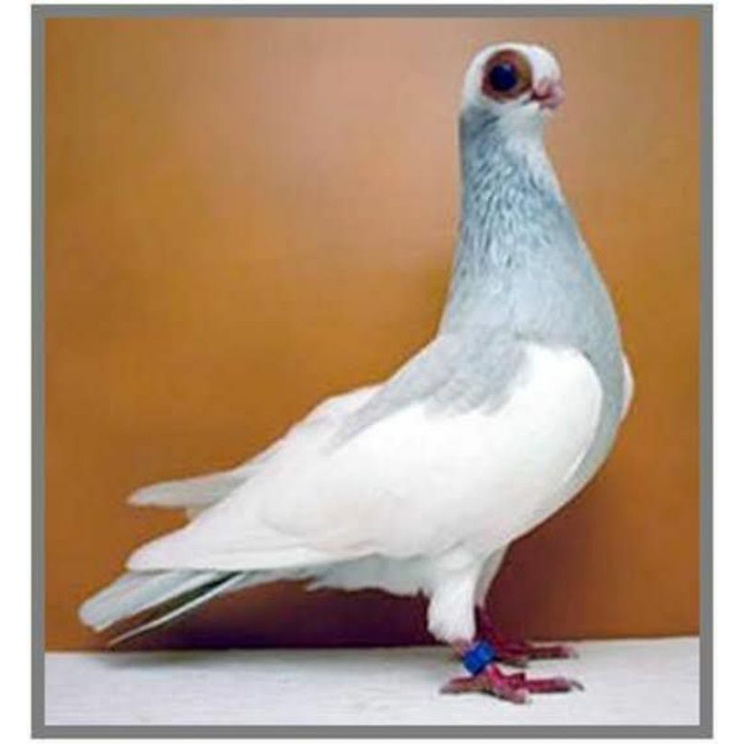 TELUR MERPATI HIAS WINA UNTUK DI TETASKAN