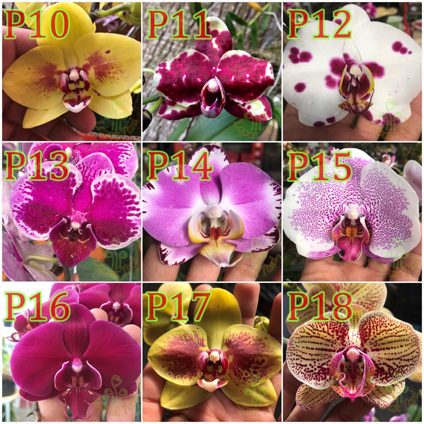 Anggrek bulan botol banyak warna - BIBIT ANGGREK BULAN BOTOL  anggrek bulan botol  anggrek bulan bot