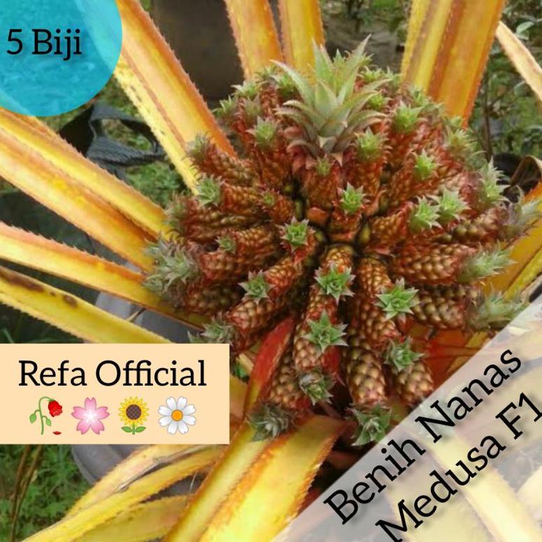CEPAT BERBUAH DAN MUDAH PERAWATAN 5 Benih Biji Buah Nanas Medusa Unik Import / Nanas Medusa Super ma