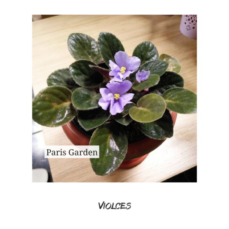 BEGONIA VIOLCES AFRICAN VIOLET - TANAMAN HIAS BEGONIA VIOLCES