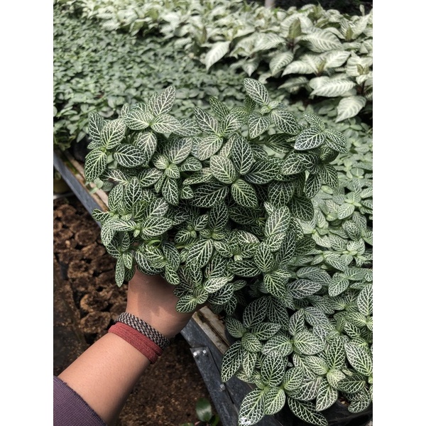 Harga Fittonia Rimbun Terbaru Agt 2025 | BigGo Indonesia