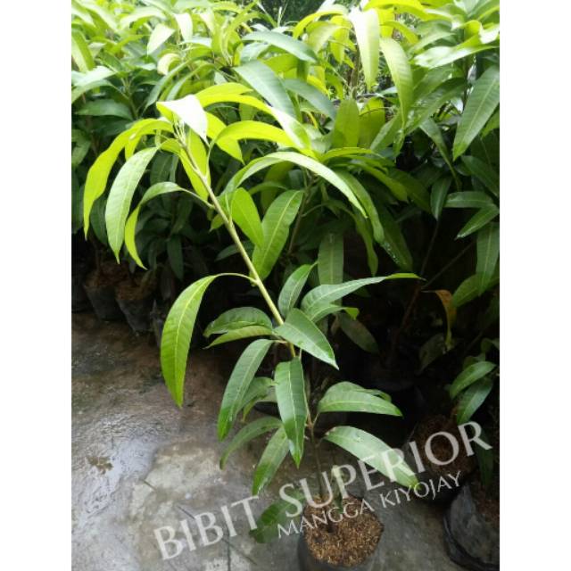 Bibit buah mangga kiyojay